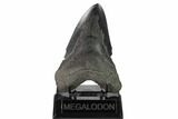 Bargain, Fossil Megalodon Tooth - South Carolina #159444-2
